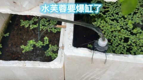 浮萍水芙蓉太能繁殖了 不到十天繁殖了六 七朵 哔哩哔哩