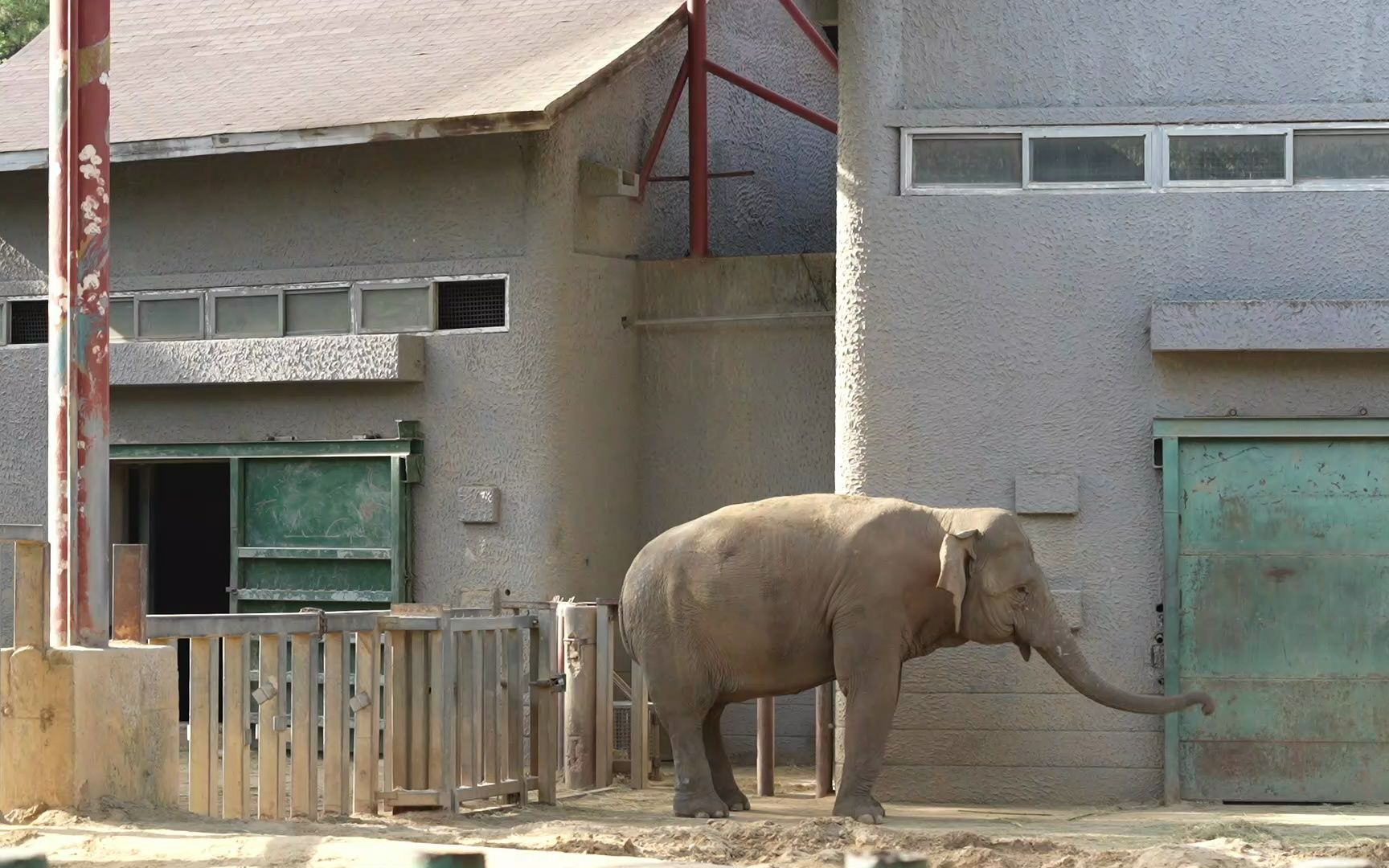 可爱的大象憨憨的犀牛