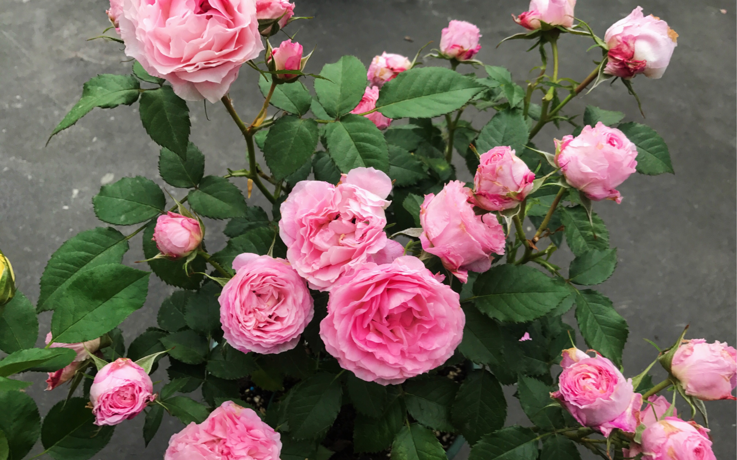 海神王金丝雀适合阳台党的月季品种推荐