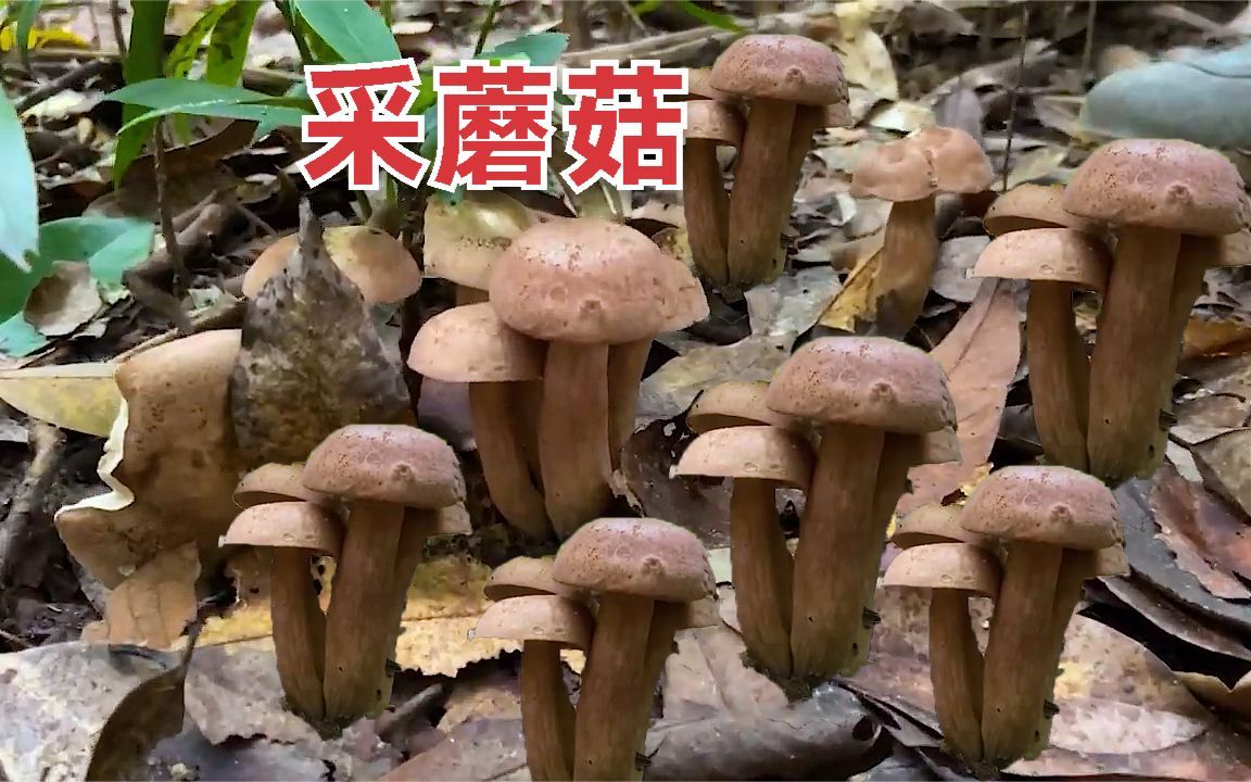 上山采蘑菇,简简单单的生活,自己开心就好!哔哩哔哩bilibili