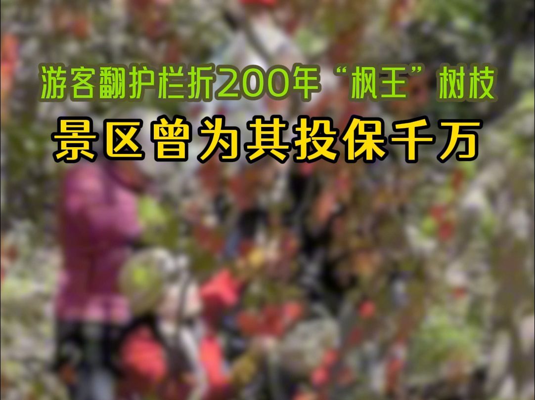 9月22日,辽宁本溪游客翻护栏折200年“枫王”树枝,景区曾为其投保千万.哔哩哔哩bilibili