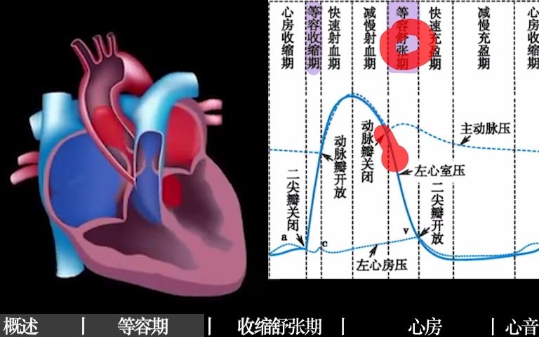 【生理三分钟】心动周期,你心动了吗?第一第二心音,你听懂了吗?压强变化/理解记忆哔哩哔哩bilibili