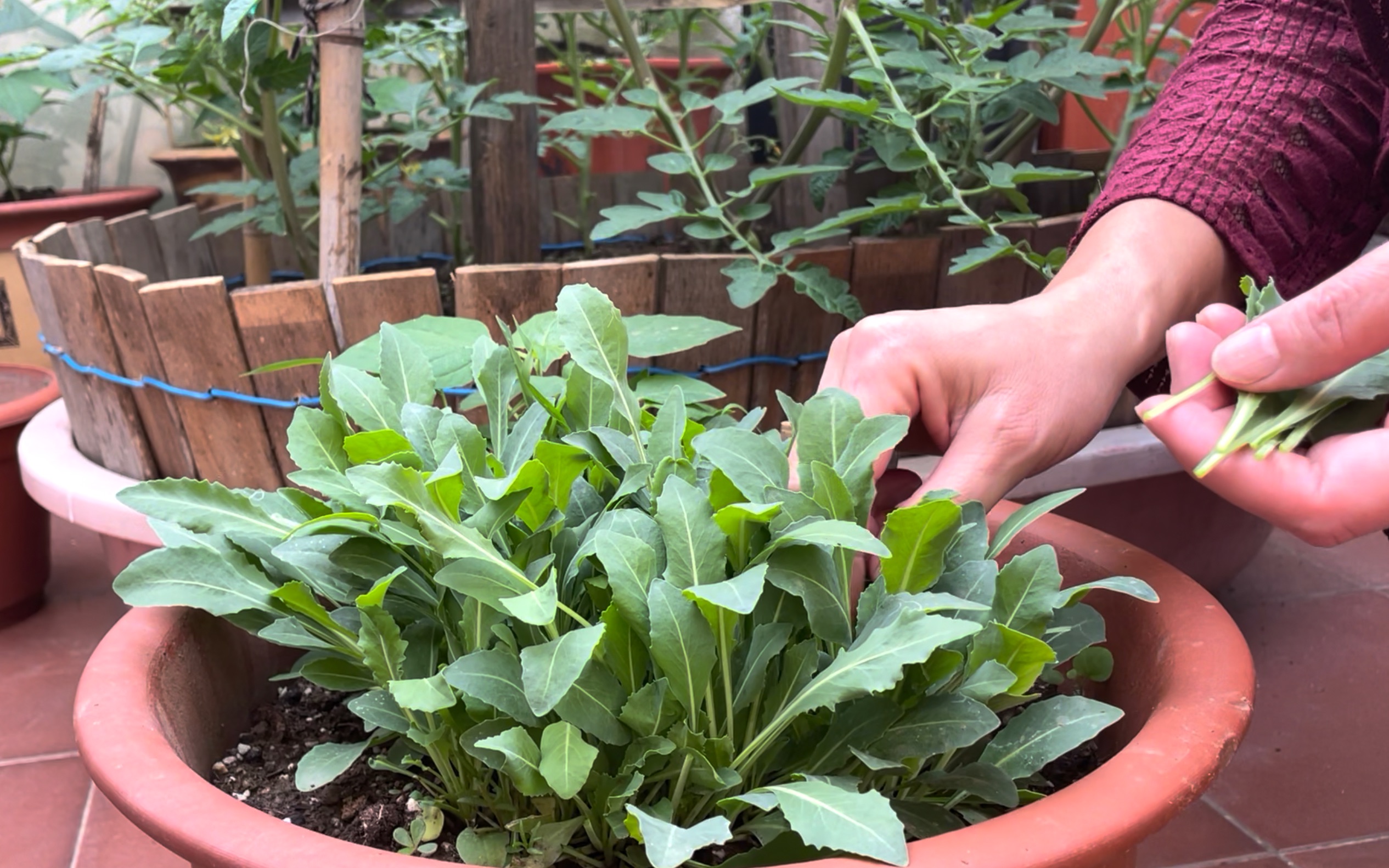 【空镜头】妈妈采摘奥斯曼草