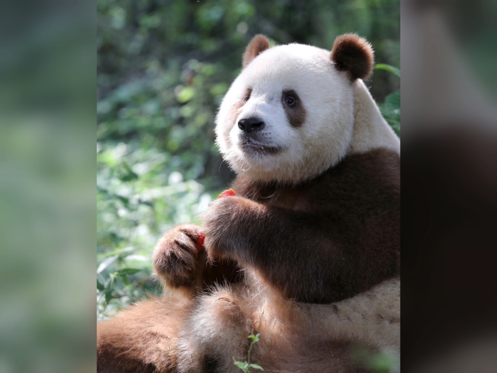 熊猫七仔的孩子梦梦图片