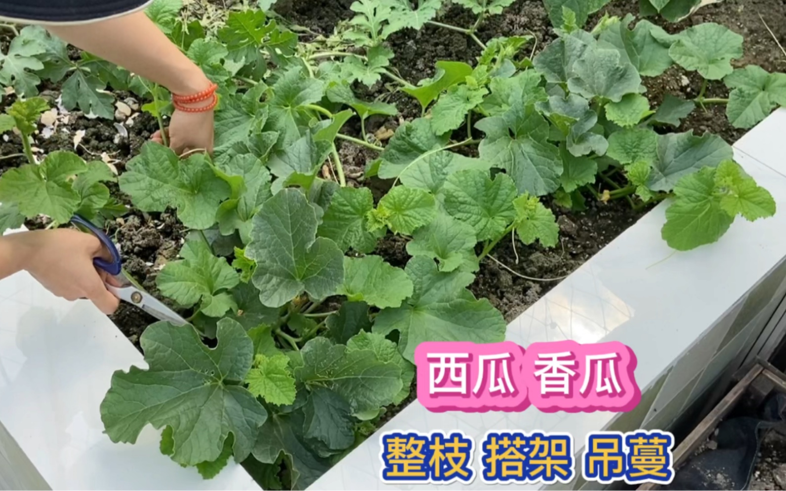 楼顶院子种西瓜香瓜没地方给它们爬就搭架吊蔓种植