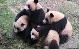 Скачать видео: 难姐难弟，干饭熊太难了！（还好晚上有小灶，饿不到）