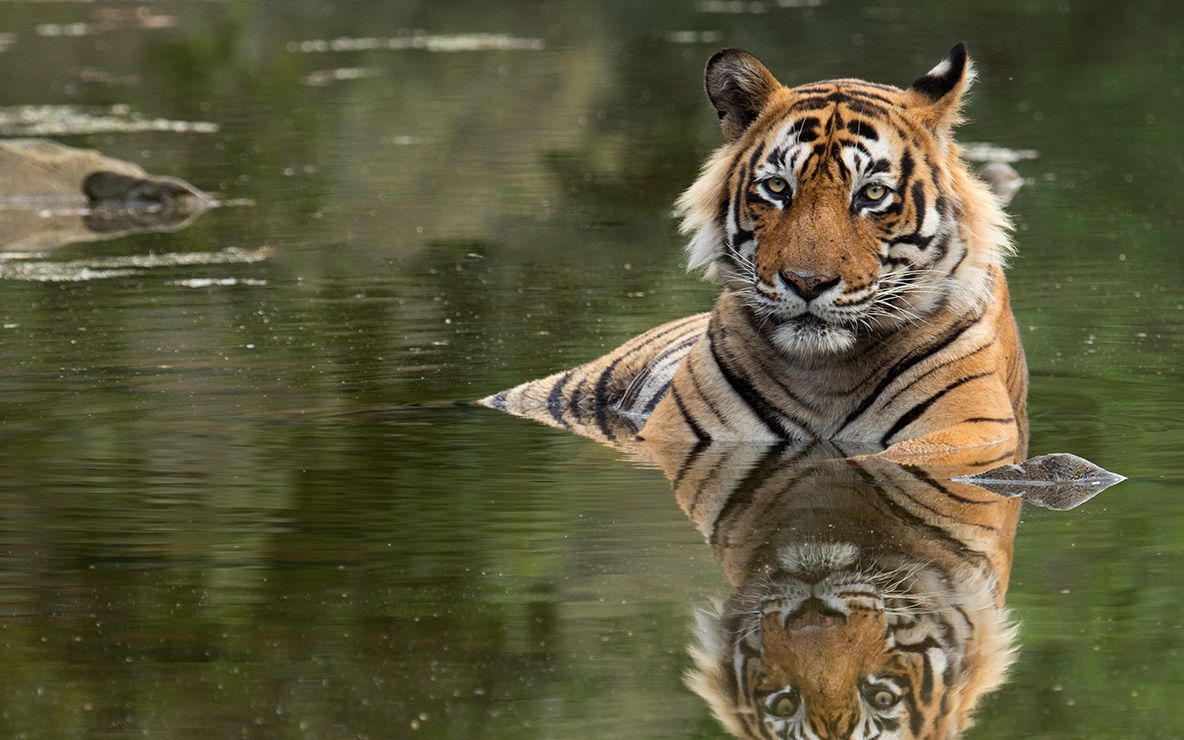 【老虎】大王你为何这么帅