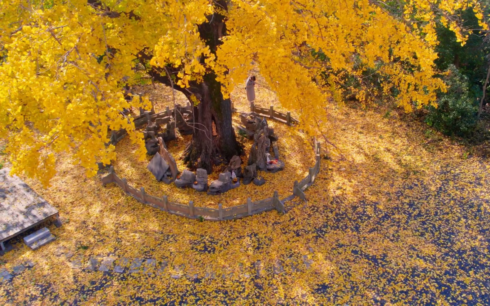 浦口华严寺1500年银杏黄了,据说是昭明太子手植哔哩哔哩bilibili