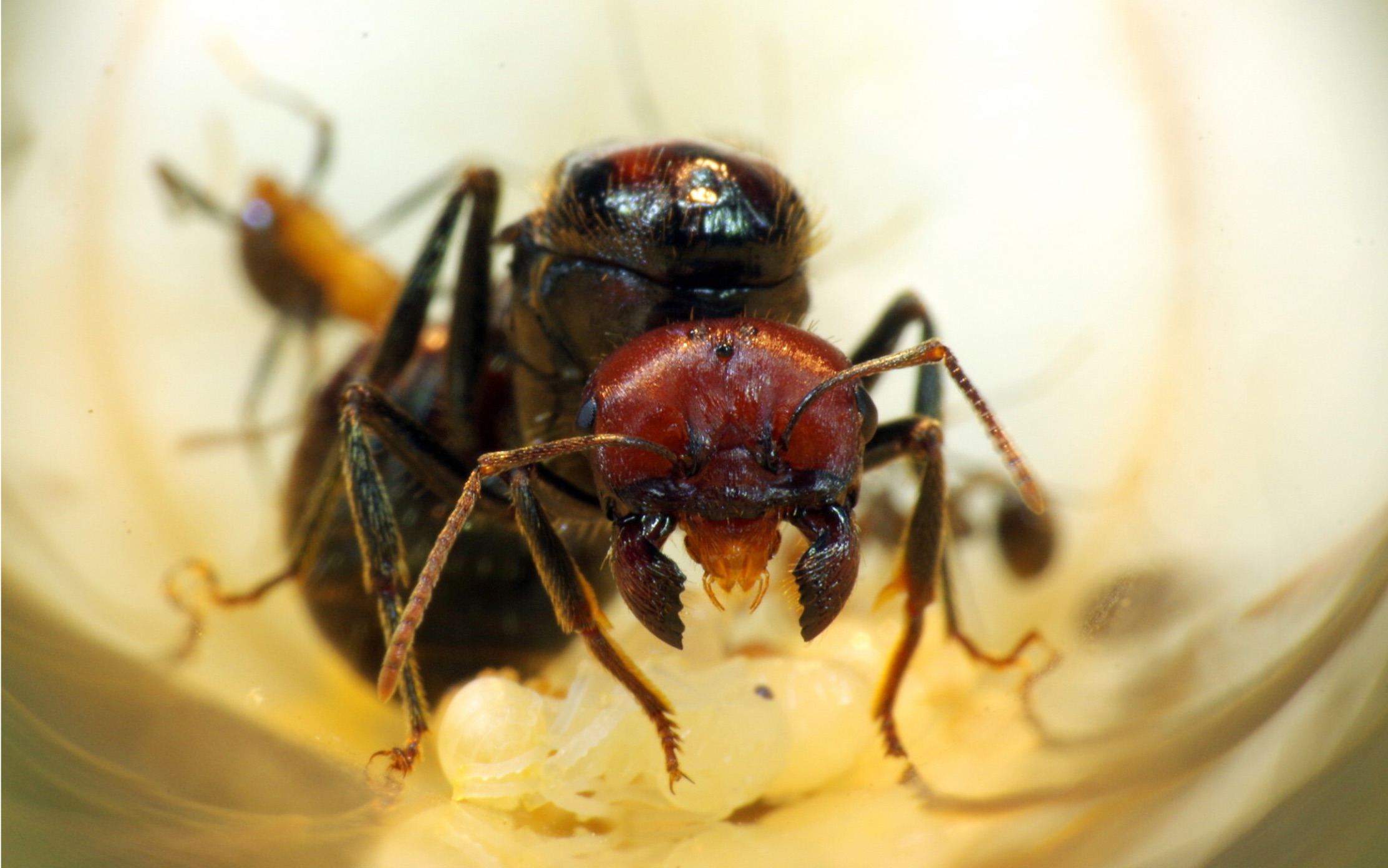 肯尼亚收获蚁_哔哩哔哩 (゜-゜)つロ 干杯~-bilibili