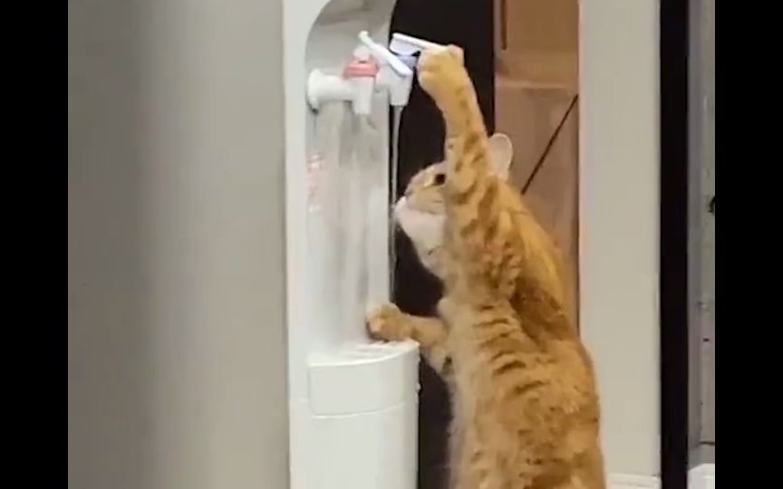 [图]猫界难题！