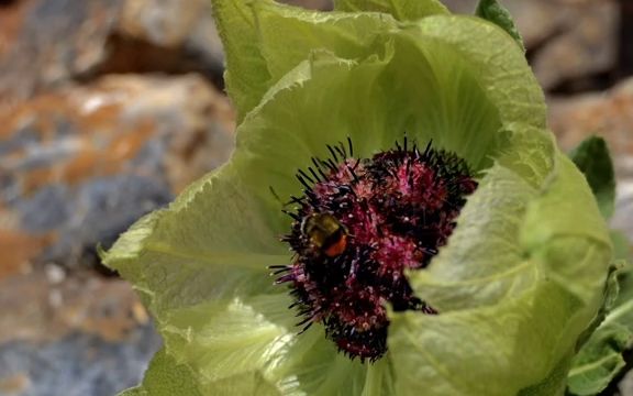 天山海拔4000米,雪莲?石莲?评论区见