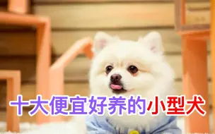 Télécharger la video: 十大便宜好养的小型犬