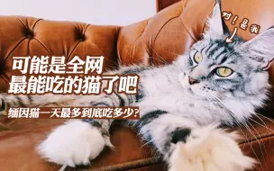 Download Video: 【缅因猫】全网最能吃的猫，一天四五顿，这才是凭实力吃垮铲屎官！缅因猫一天最多能吃多少？