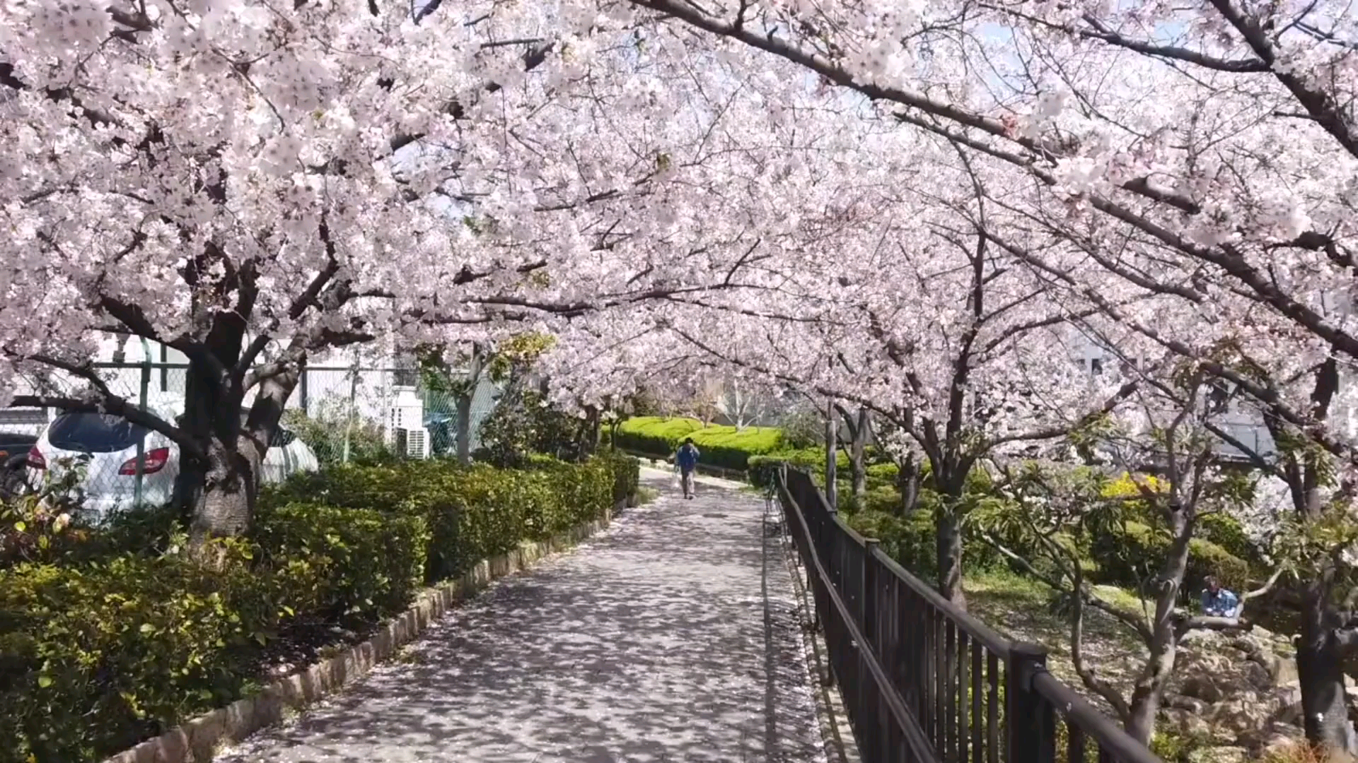 带你们感受日本樱花季少女心爆棚呀