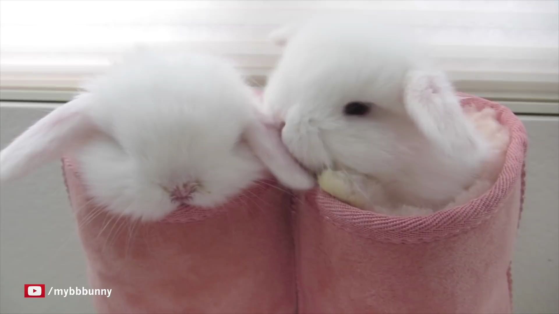 Гифки кролики милые