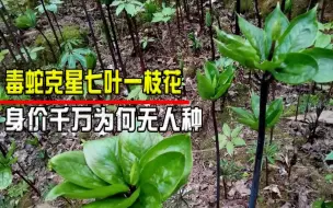 Tải video: 身价千万的毒蛇克星，七叶一枝花为何无人种植了？