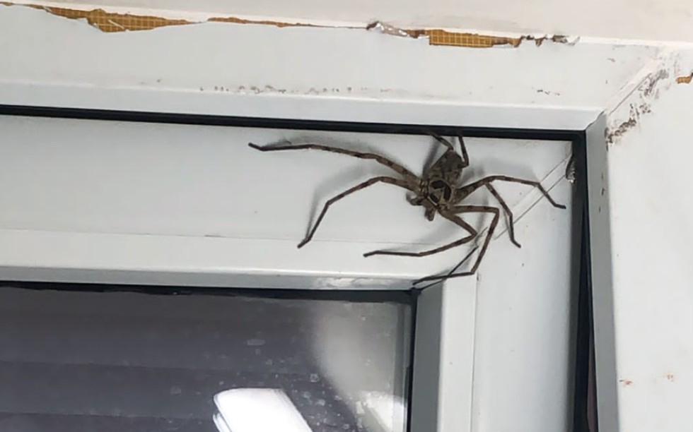 第一次见这么大的骷髅头蜘蛛,我的小伙伴都被吓蒙了