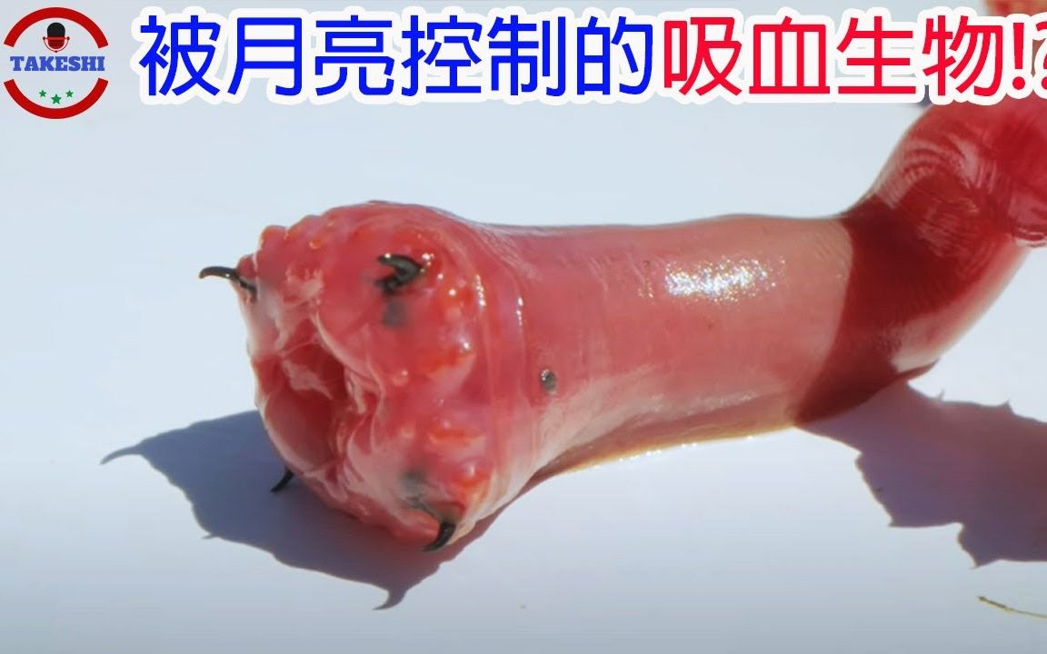 [图][生物放大镜] 被月亮所掌控的生物血虫 没见过的吸血生物! 月光下变异的怪物|搬运