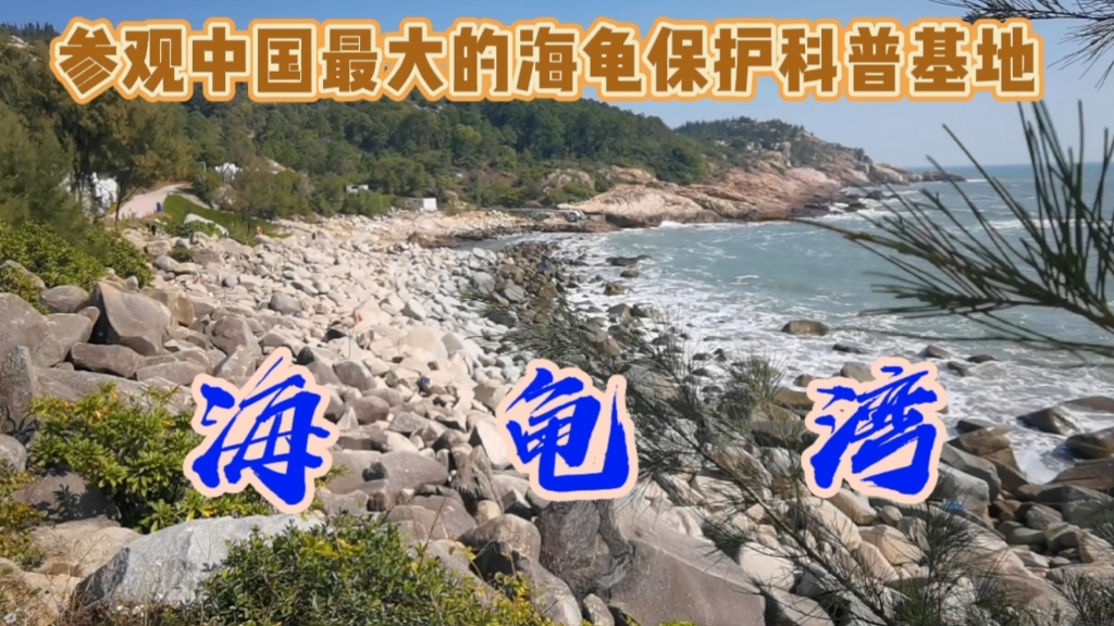 中国最大的海龟湾去过吗哔哩哔哩bilibili