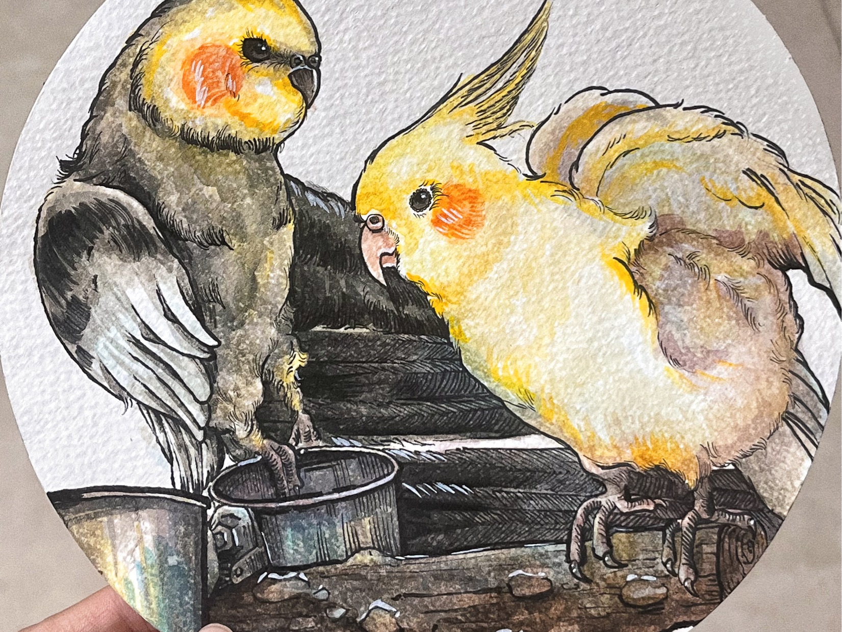 水彩过程【鹦鹉宝宝们】