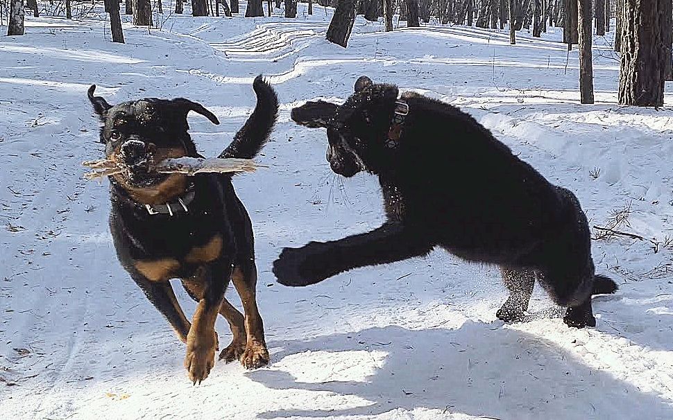 【q&a】家养黑豹会捕猎吗?闻起来是什么味道?