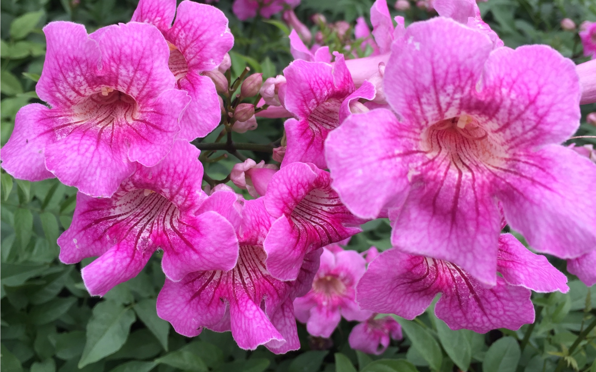 非洲凌霄——秋季花开,花开成片.
