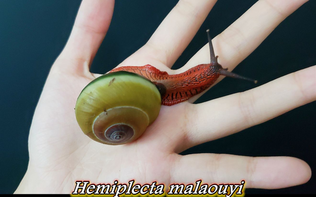 萌萌的红宝石-马氏半卷螺