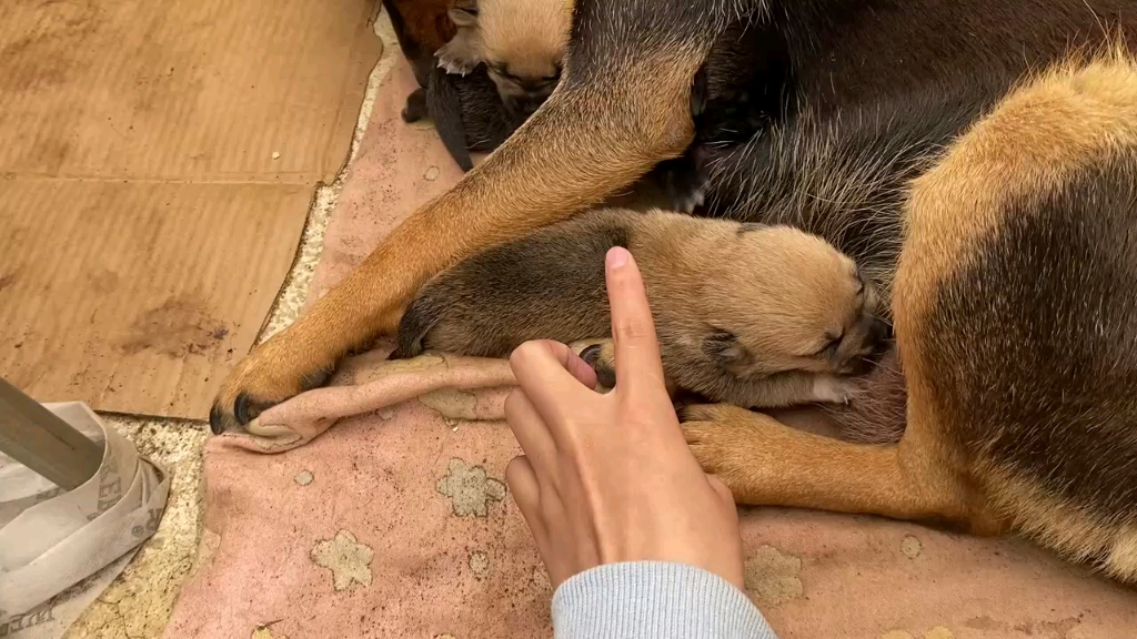 卯足劲儿吃奶的小奶狗