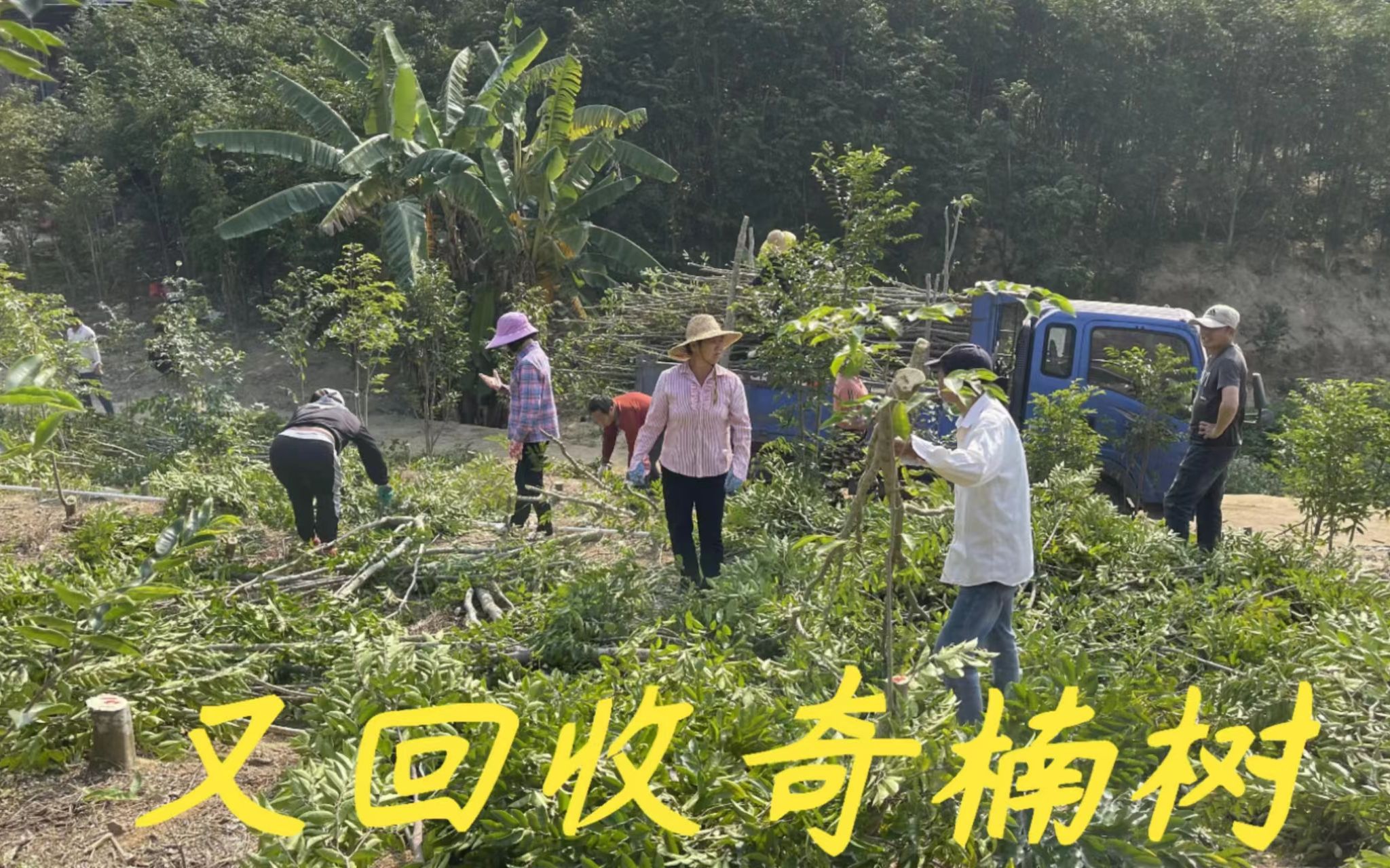 上次收的树大家说便宜,今天又收1000棵,给大家说说价格怎么会低哔哩哔哩bilibili