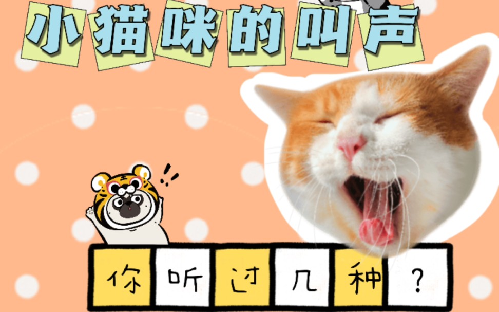 小猫咪的叫声你知道几种?哔哩哔哩bilibili