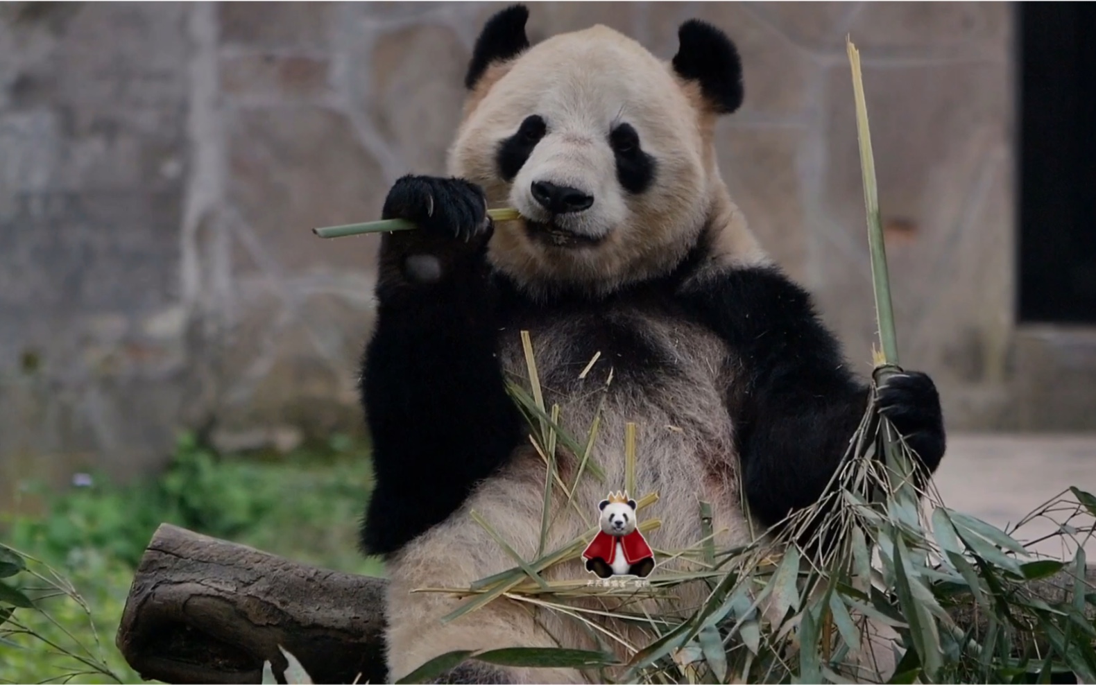 【大熊猫兰香】大可爱兰香起床吃饭饭啦!