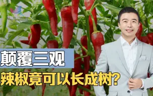 Download Video: 养了三年的辣椒竟然长成了树？草本植物和木本植物到底有何区分