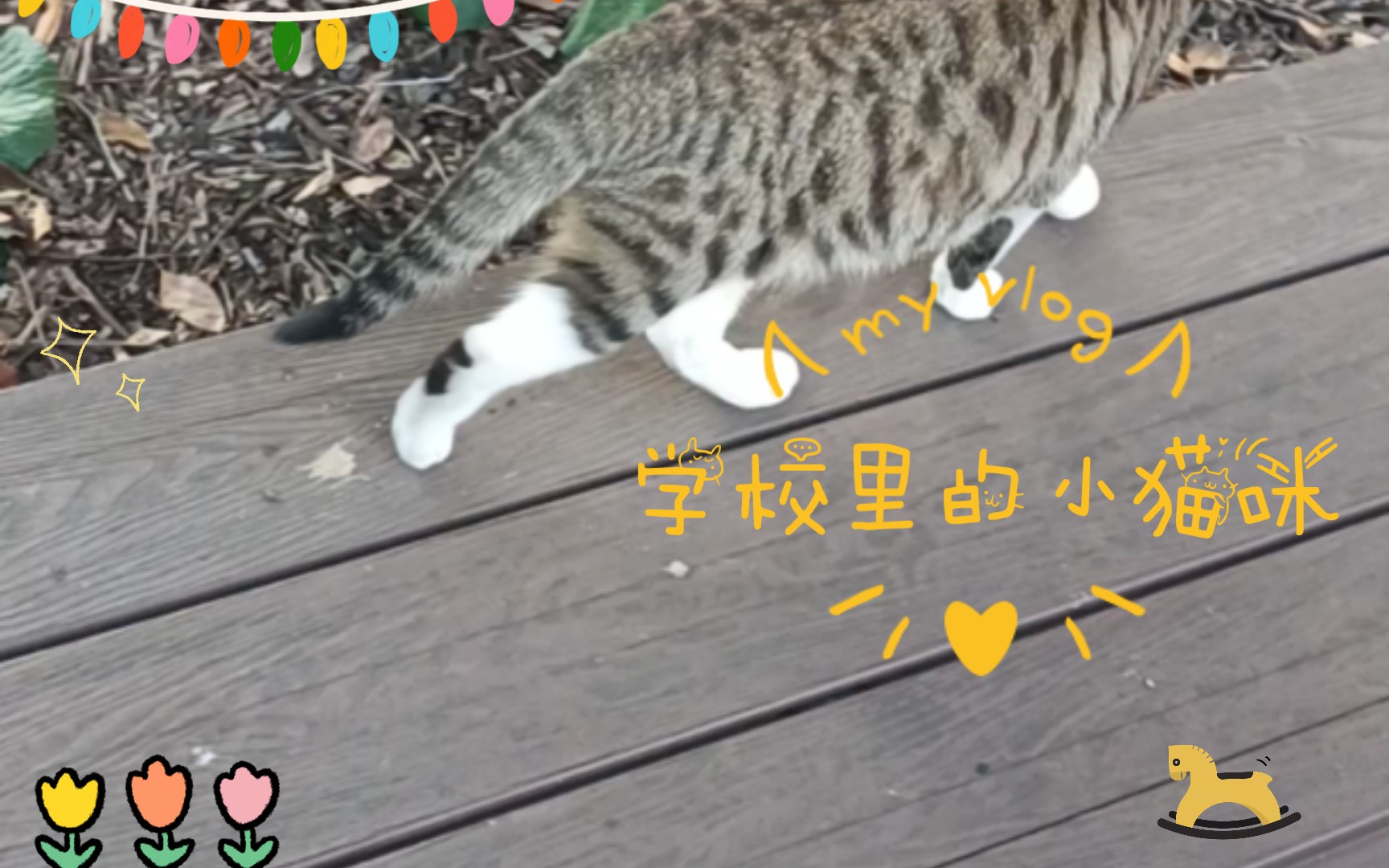 [图]学校里的小猫咪