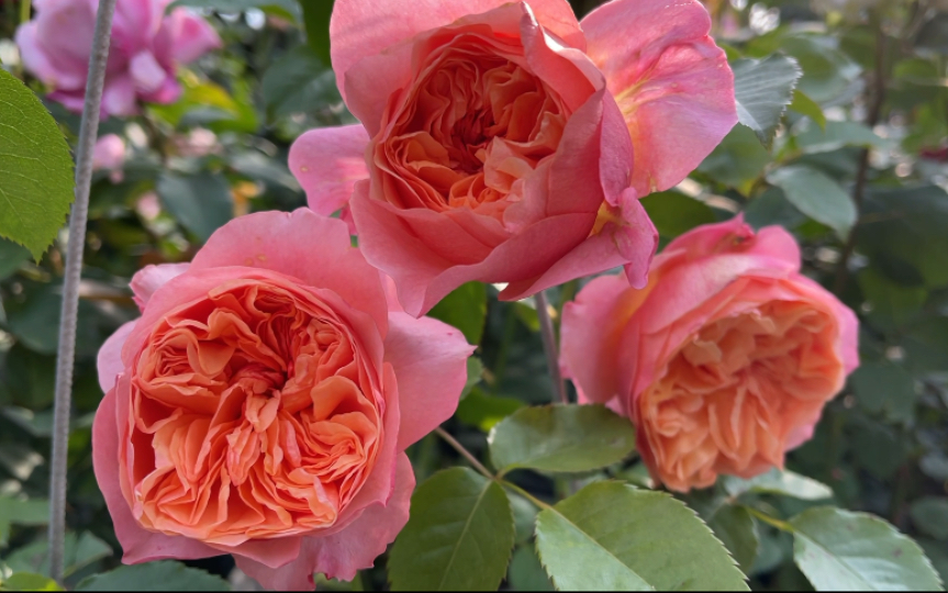 月季品种维多利亚秘密种植体验