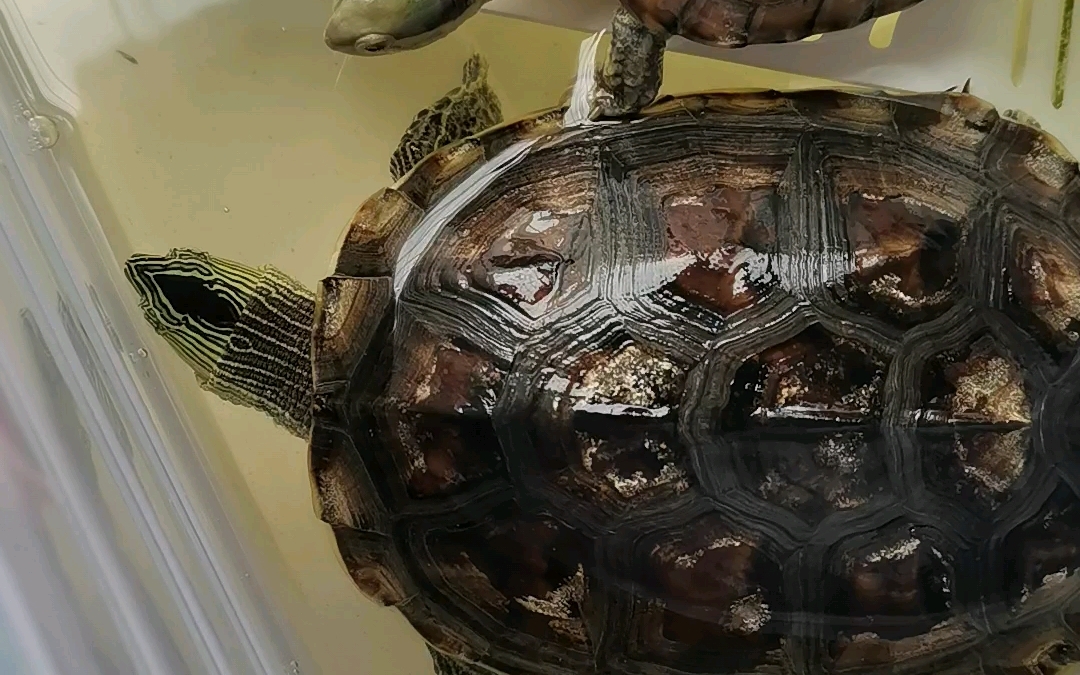 龟界大块头:大花龟日常