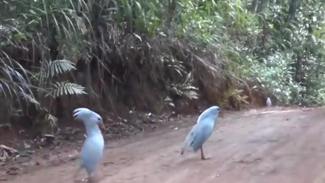 Kagu (Rhynochetos jubatus),新喀里多尼亚的原生物种,一种不会飞的鸟类!!!哔哩哔哩bilibili