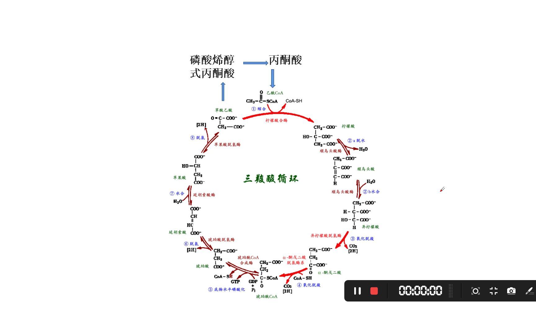 1分子…Š二酸彻底氧化分解生成多少ATP(二)哔哩哔哩bilibili