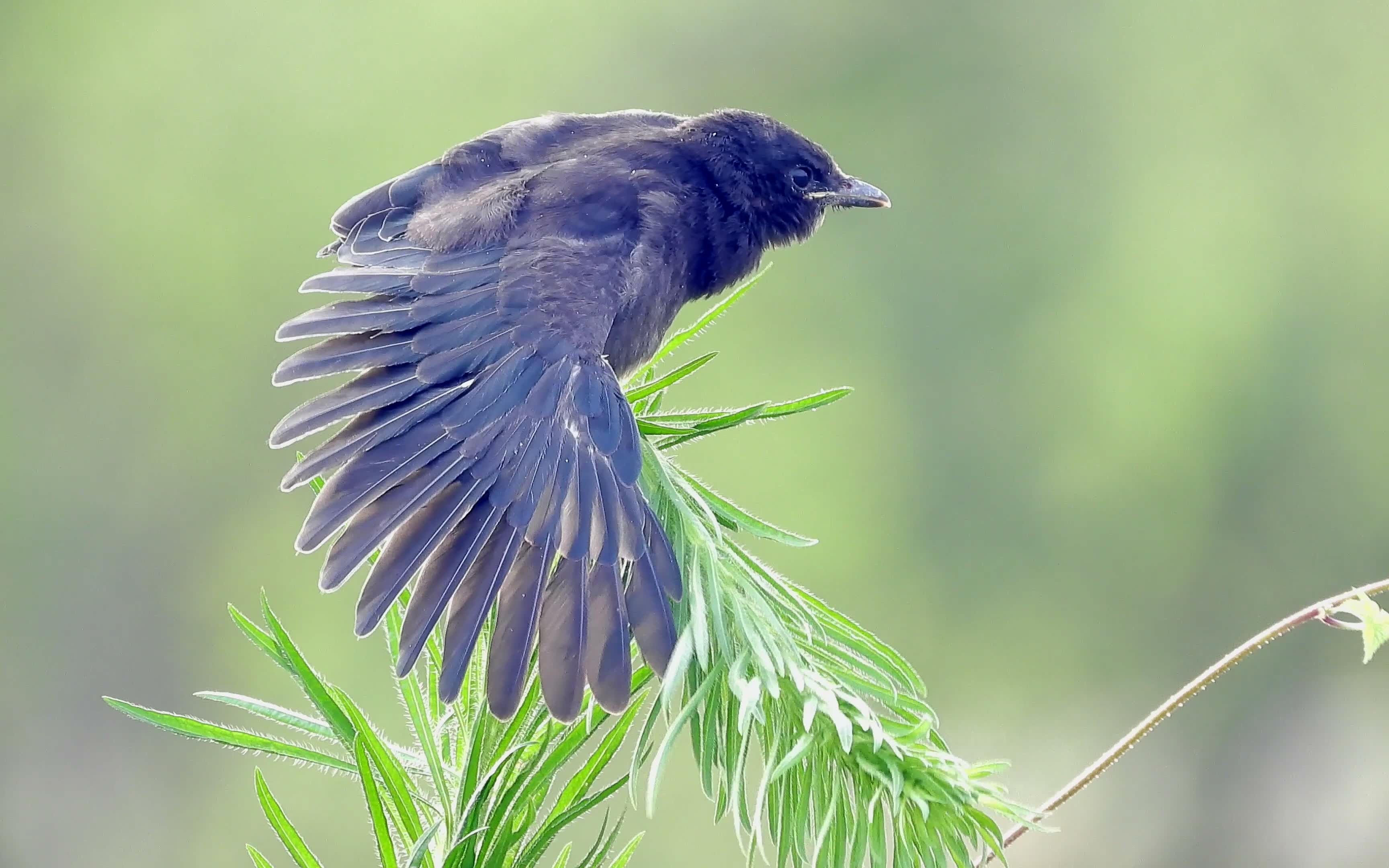 出窝的黑卷尾幼鸟,梳理羽毛的精彩动作