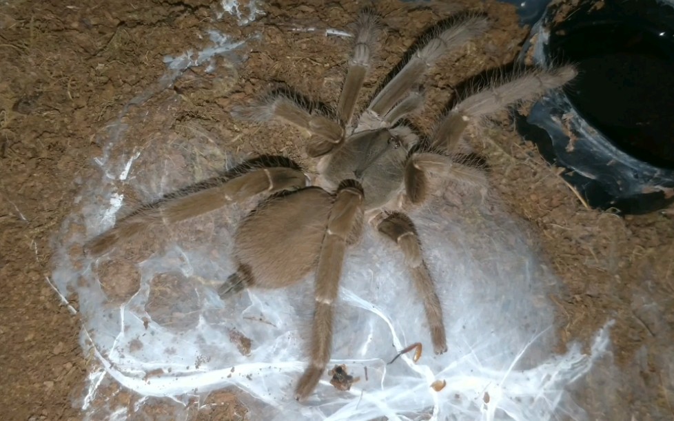 铁锈红巴布成体公_哔哩哔哩_bilibili