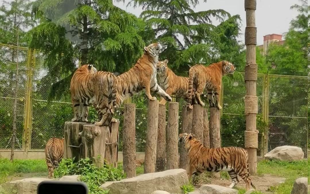 上海野生動物園老虎吃肉時間到