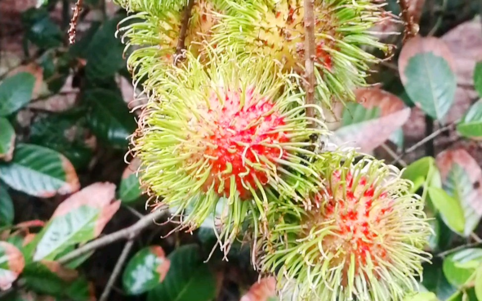 泰国野生红毛丹,长在路边无人采摘.