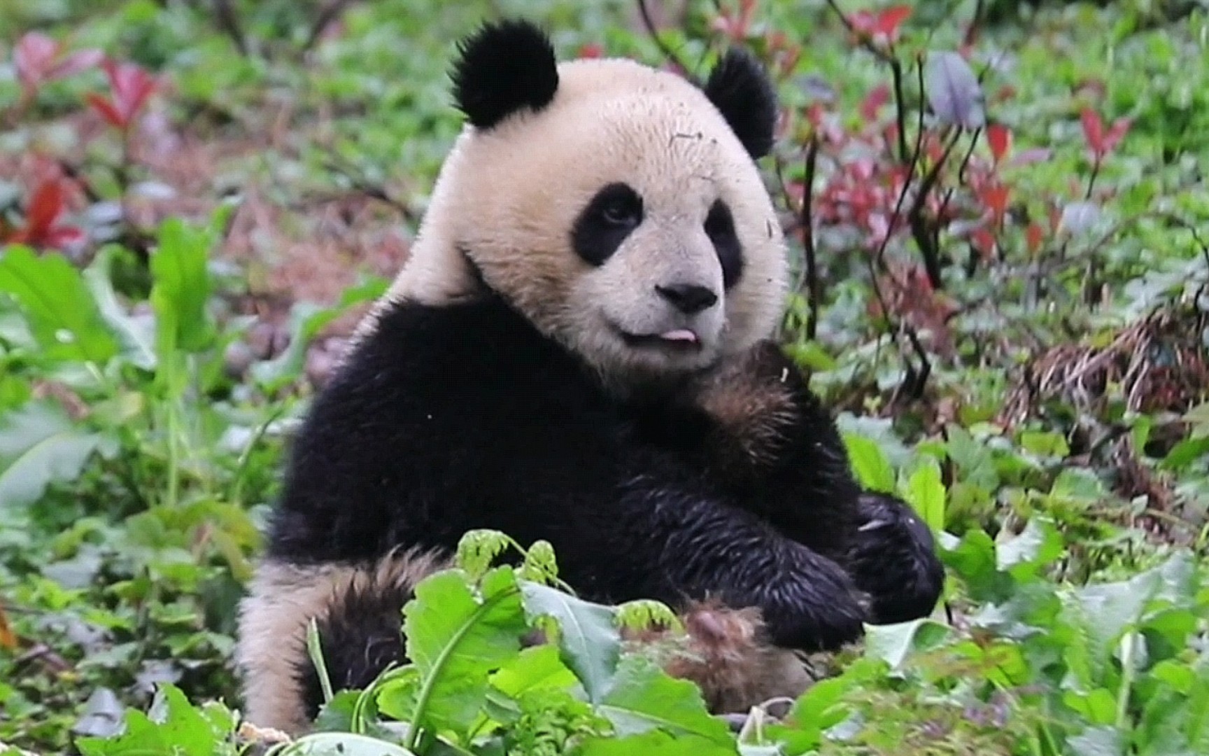 醒来第一件事当然是吃草啦【小鲁】2303