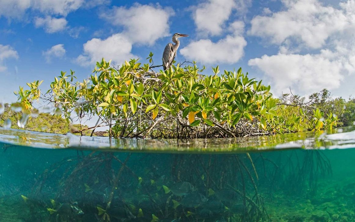 【海洋中字】保护红树林还能这样操作?绝!