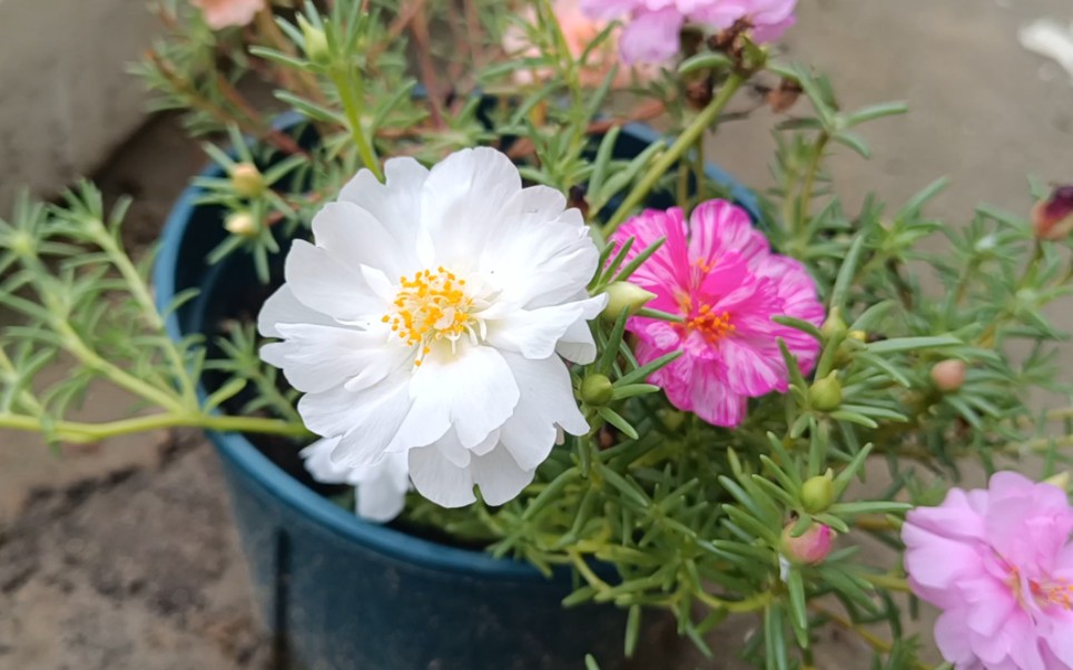 白色的太阳花也太仙了吧