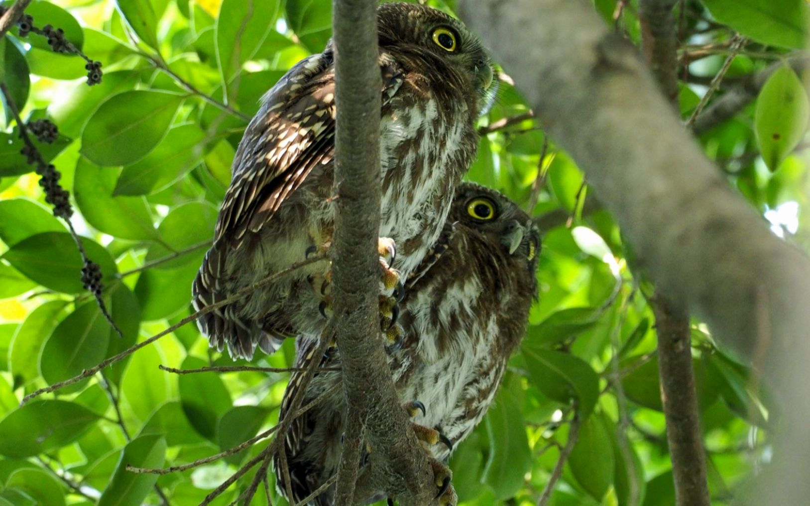 【猫头鹰】一镜到底扫出斑头鸺鹠一家5口_哔哩哔哩_bilibili