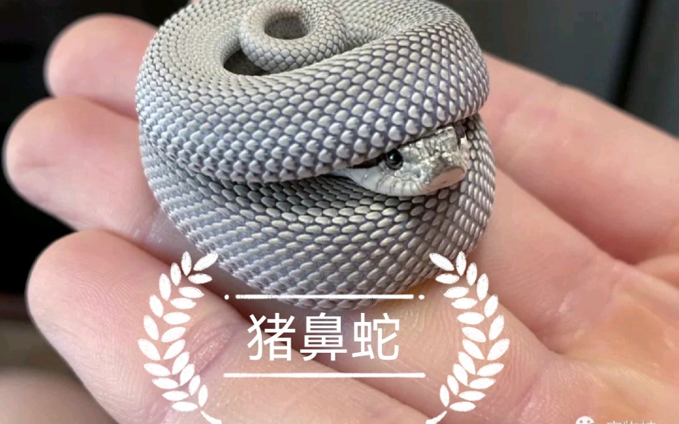 短粗短粗的猪鼻蛇