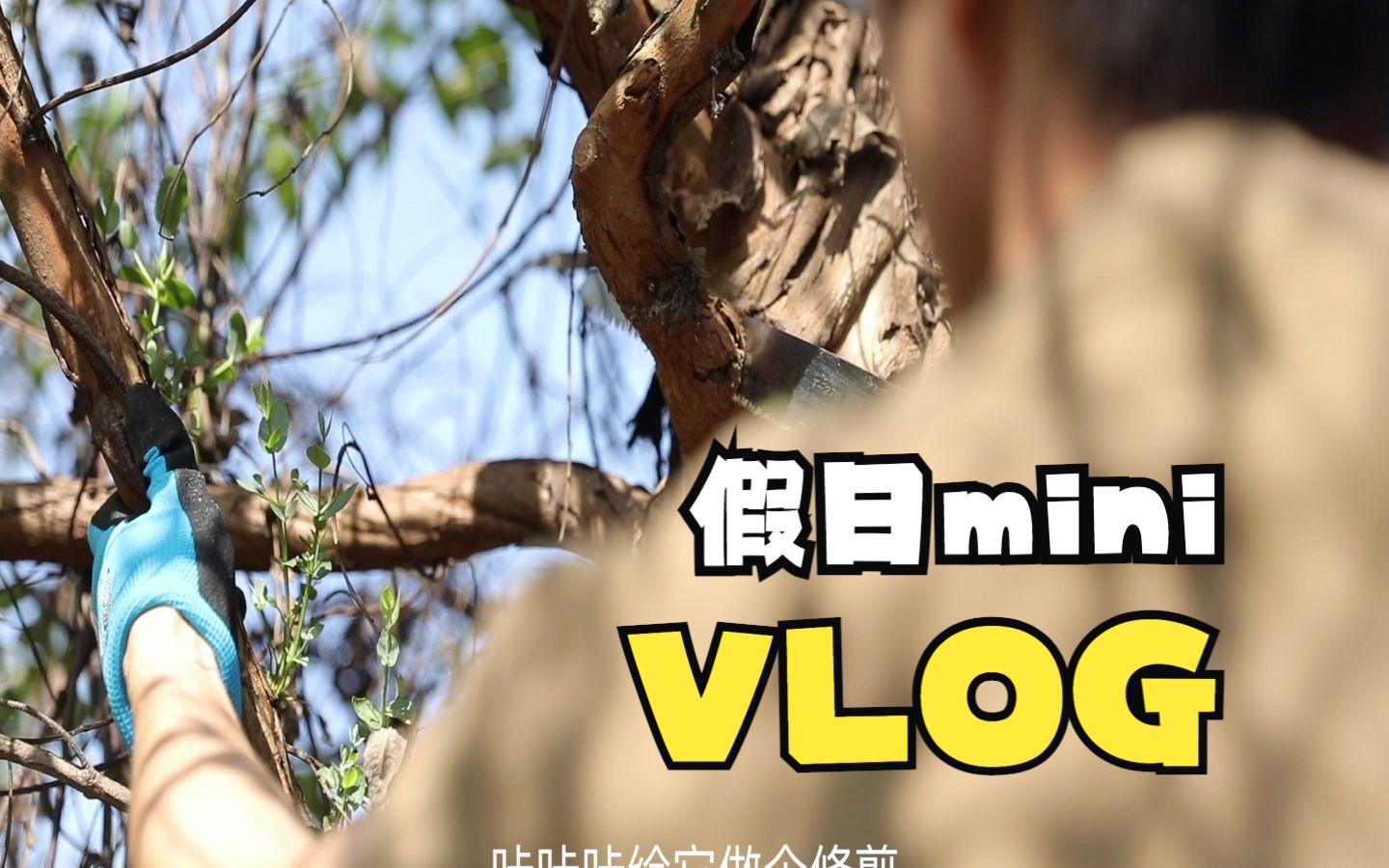 园艺Vlog | 移栽四照花修剪尤加利等哔哩哔哩bilibili