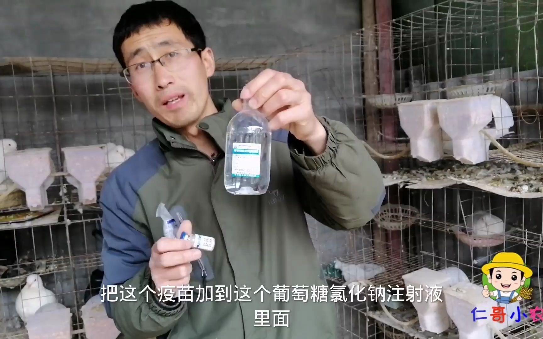 新手如何给鸽子打疫苗,要注意啥,打哪个位置!