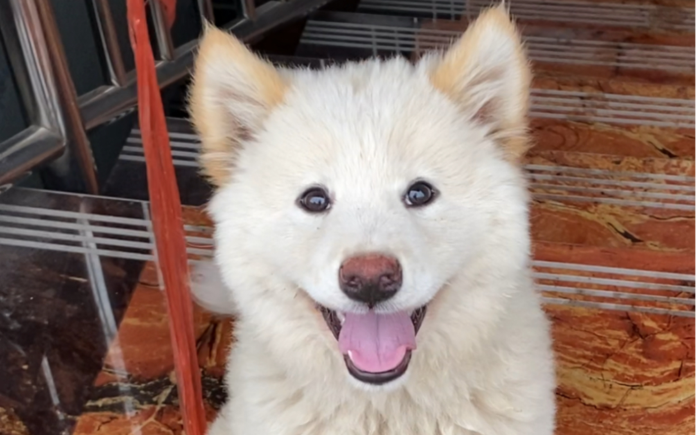 这只白土松犬,也太好看了吧,有没有家人们喜欢这一只,笑起来跟个天使