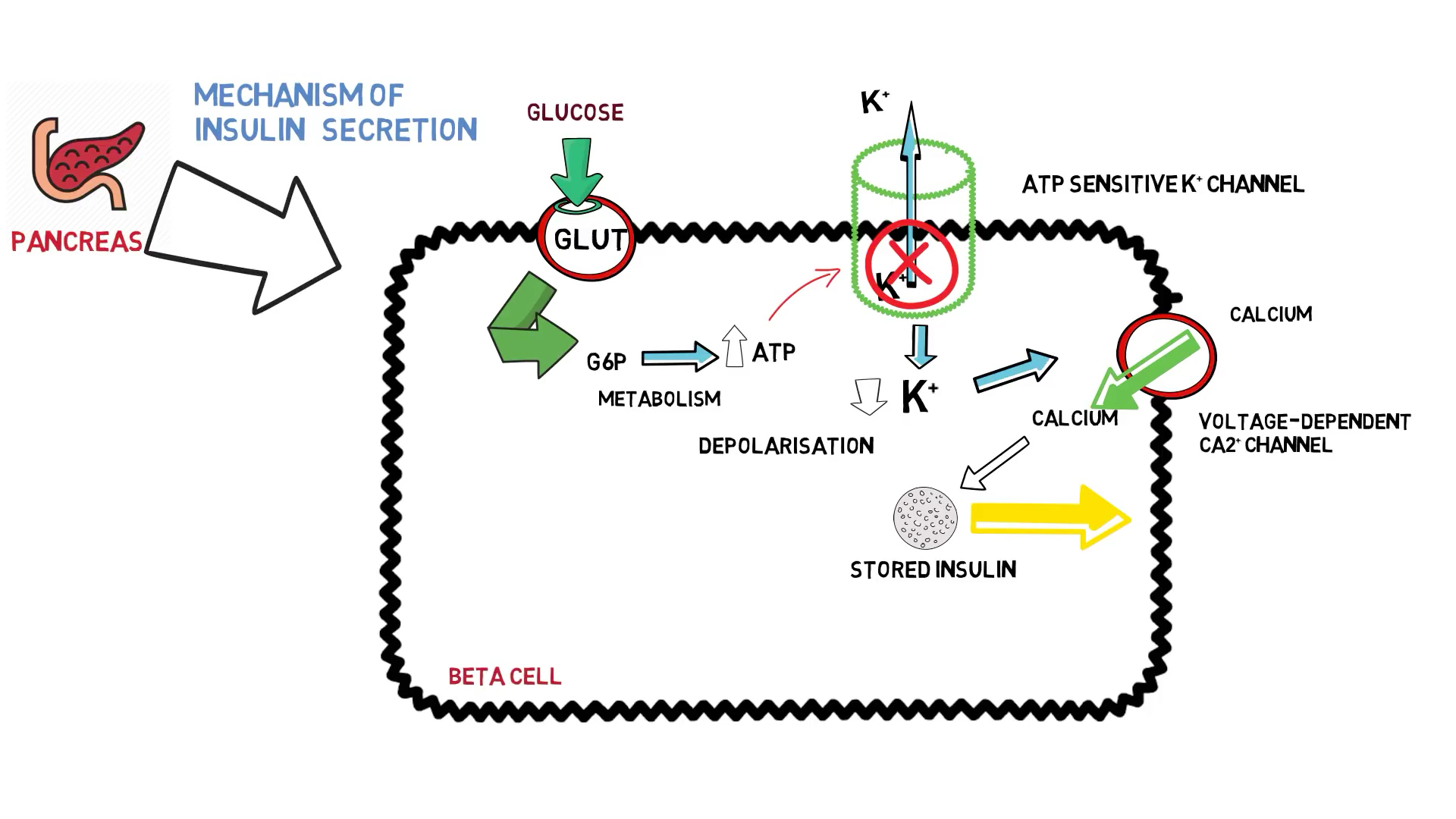 【搬运】胰岛素分泌的机制 Insulin Secretion哔哩哔哩bilibili